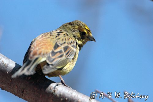 trznadel Emberiza citrinella