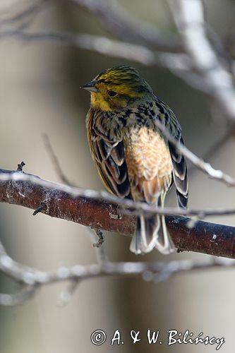 trznadel Emberiza citrinella