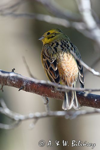 trznadel Emberiza citrinella