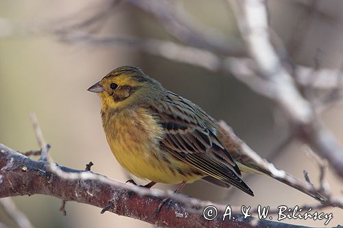 trznadel Emberiza citrinella