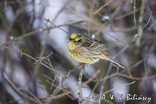 Trznadel Emberiza citrinella)