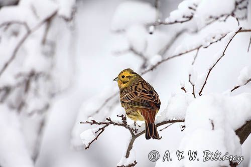 Trznadel, Emberiza citrinella