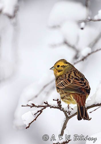 Trznadel, Emberiza citrinella