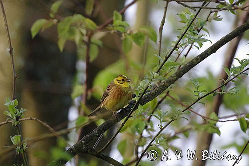 Trznadel, Emberiza citrinella