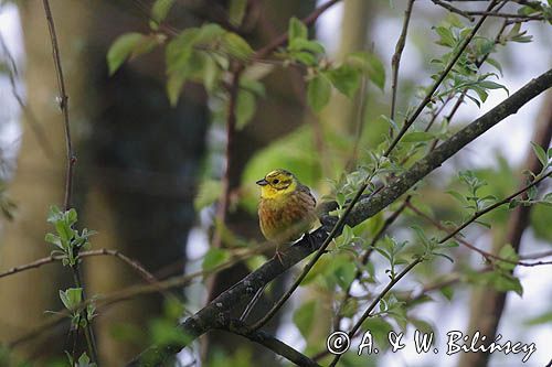 Trznadel, Emberiza citrinella