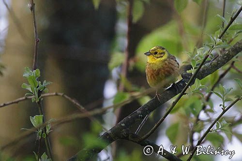 Trznadel, Emberiza citrinella