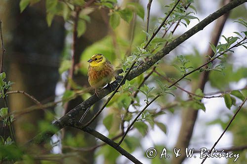 Trznadel, Emberiza citrinella