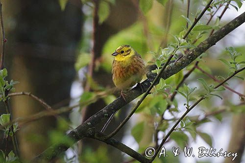 Trznadel, Emberiza citrinella