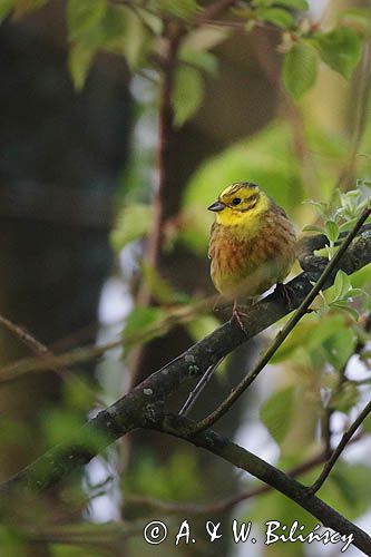 Trznadel, Emberiza citrinella