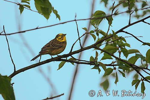 Trznadel, Emberiza citrinella