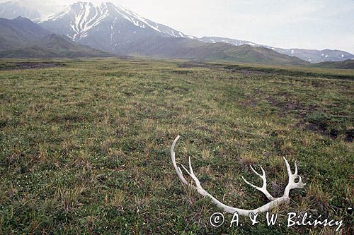 tundra na Kamczatce, zrzut renifera