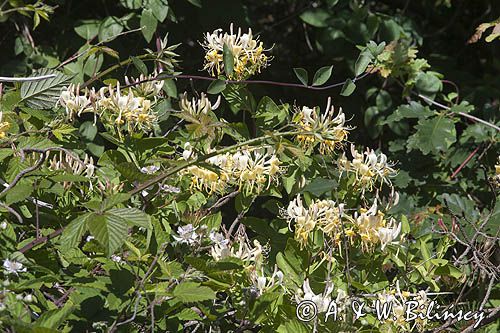 Wiciokrzew pomorski, Lonicera periclymenum