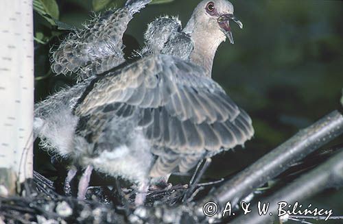 Turkawka Streptopelia turtur