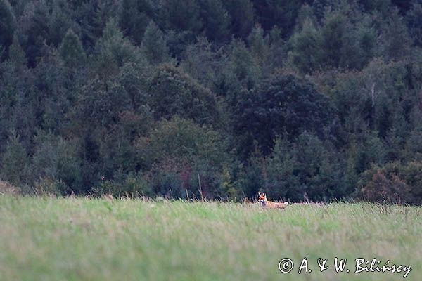 Lis, Vulpes vulpes, Projektowany Turnicki Park Narodowy, Pogórze Przemyskie