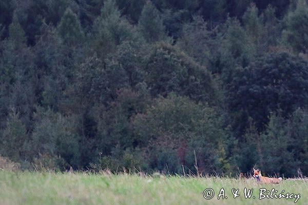 Lis, Vulpes vulpes, Projektowany Turnicki Park Narodowy, Pogórze Przemyskie