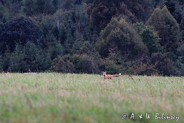 Lis, vulpes vulpes, Projektowany Turnicki Park Narodowy, Pogórze Przemyskie