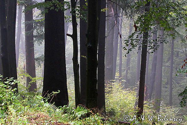 Las, projektowany Turnicki Park Narodowy