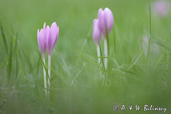 Zimowit jesienny, Colchicum autumnale