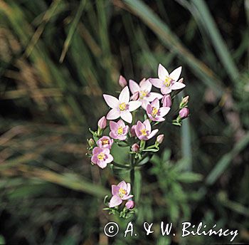 tysiącznik = centuria pospolita Centaurium umbellatum