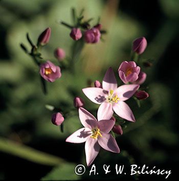 tysiącznik = centuria pospolita Centaurium umbellatum