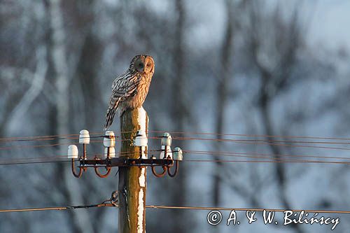 Puszczyk uralski, Strix uralensis