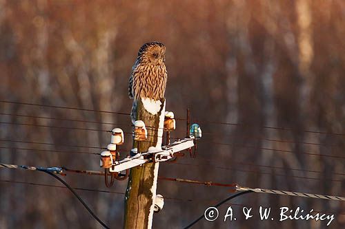 Puszczyk uralski, Strix uralensis