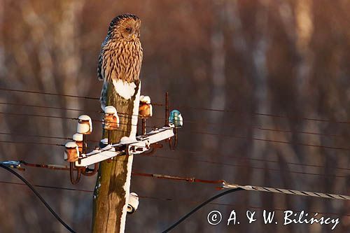 Puszczyk uralski, Strix uralensis