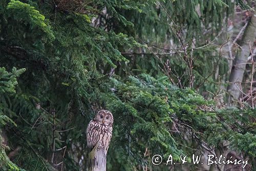 Puszczyk uralski, Strix uralensis