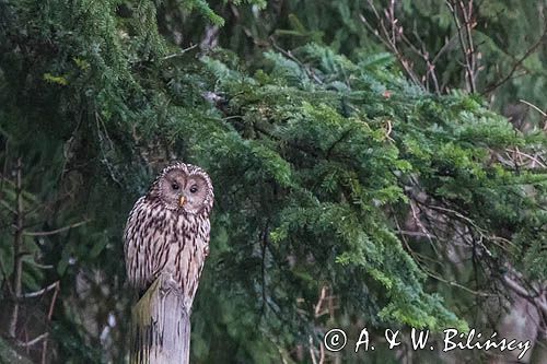 Puszczyk uralski, Strix uralensis