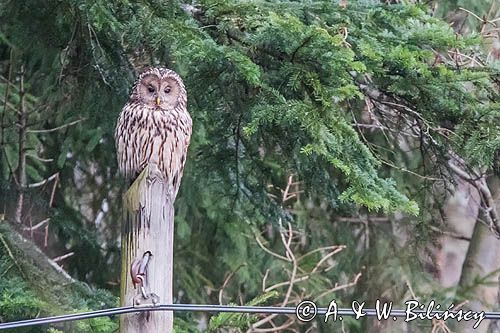 Puszczyk uralski, Strix uralensis