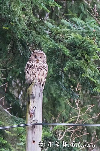 Puszczyk uralski, Strix uralensis