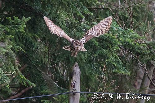 Puszczyk uralski, Strix uralensis