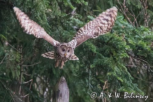 Puszczyk uralski, Strix uralensis