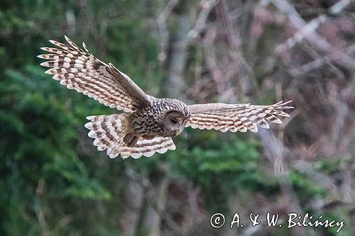 Puszczyk uralski, Strix uralensis