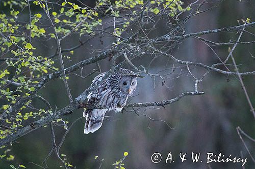 Puszczyk uralski, Strix uralensis