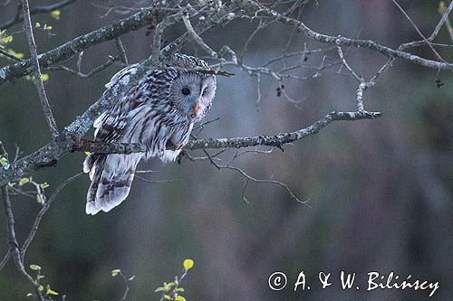 Puszczyk uralski w Bieszczadach. Strix uralensis, Ural owl, Bieszczady, Poland fot A&W Bilińscy, bank zdjęć