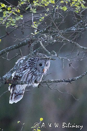 Puszczyk uralski, Strix uralensis