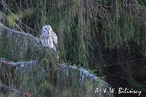 Puszczyk uralski, Strix uralensis