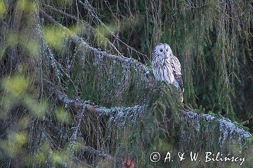 Puszczyk uralski, Strix uralensis