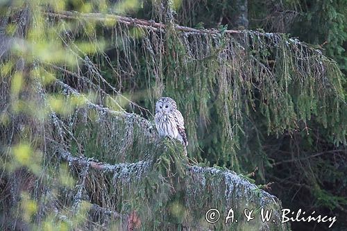 Puszczyk uralski, Strix uralensis