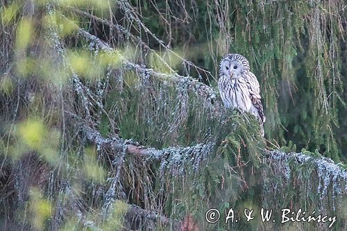 Puszczyk uralski, Strix uralensis