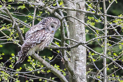 Puszczyk uralski, Strix uralensis