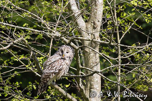 Puszczyk uralski, Strix uralensis