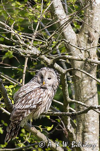 Puszczyk uralski, Strix uralensis