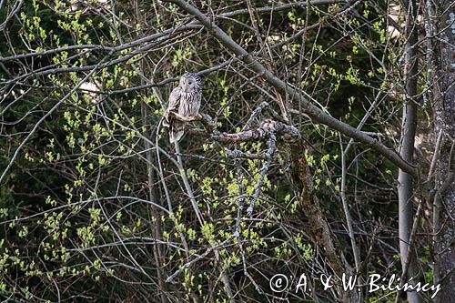 Puszczyk uralski, Strix uralensis