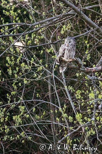 Puszczyk uralski, Strix uralensis