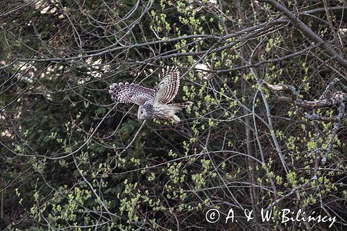 Puszczyk uralski, Strix uralensis