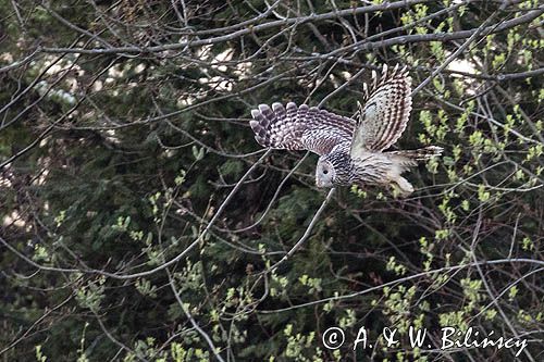 Puszczyk uralski, ural owl, fot A&W Bilińscy bank zdjęć, fotografia przyrodnicza