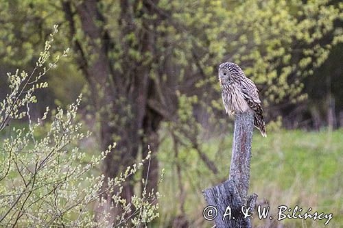 Puszczyk uralski, Strix uralensis