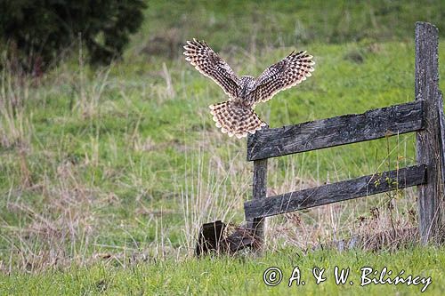 Puszczyk uralski, Strix uralensis